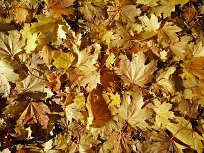 يلا بينا نعيش أصالةرحلة إلى جذورنا وتراثنا